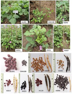 Identification of QTL and Qualitative Trait Loci for Agronomic Traits Using SNP Markers in the Adzuki Bean